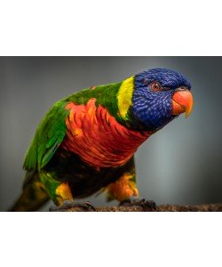 Ronin, Green Bird II