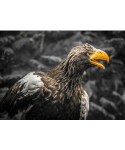 Ronin, Stellar Eagle