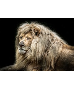 Leinwandbild, Ronin, The white Lion, Seitenflächen weiß