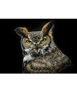 Ronin, Wisdom Owl
