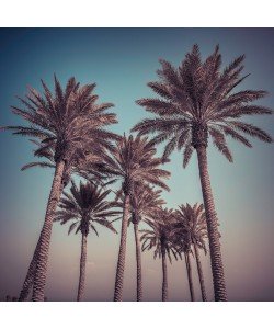 Assaf Frank, Palm Trees