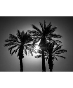 Assaf Frank, Palm Trees II