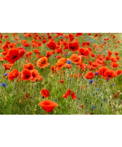 Rolf Fischer, Klatschmohn und Kornblumen auf der Wiese