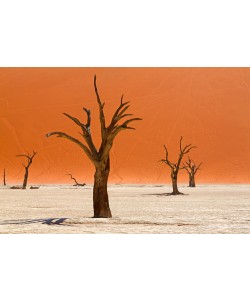 Peter Hillert, Trees of Deadvlei