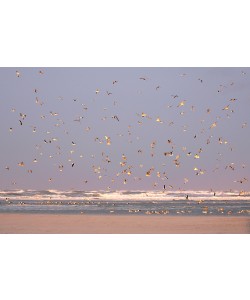 Georges-Félix Cohen, Birds