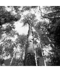 Dave Butcher, Colorado St-Elmo Aspens