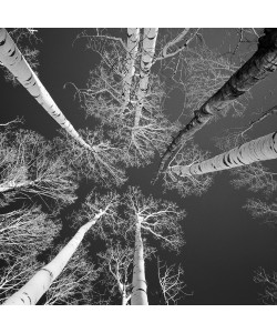 Dave Butcher, Colorado Carbondale Mcclure Aspens