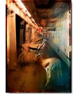 André Sanchez, Zoo City - Gazelles