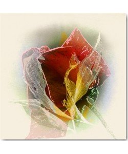 Matthias Baumann, Rose
