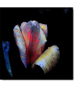 Matthias Baumann, Tulpen-Nacht
