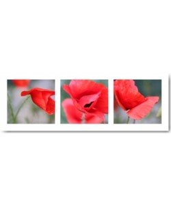 Mira, Mohn