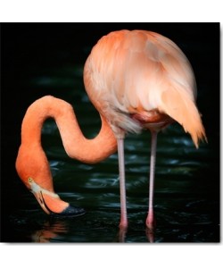Uwe Steger, Flamingo