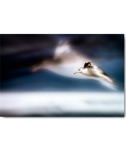 Uwe Steger, Dreamfly