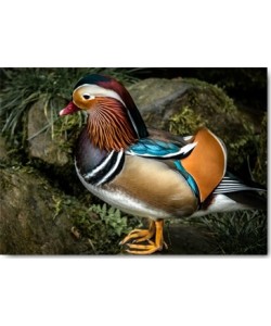 Ronin, Manderin Duck