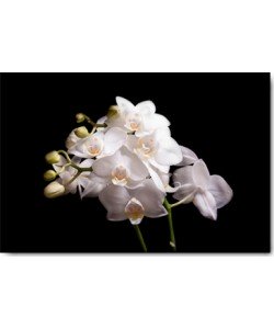 Volker Brosius, Orchidee II