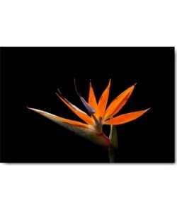 Volker Brosius, Strelitzia