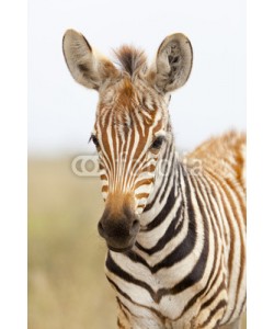 IndustryAndTravel, Zebra Portrait in Kenya