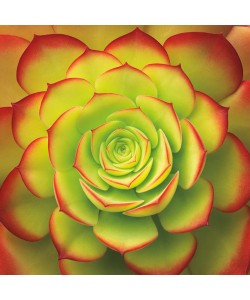 Jan Bell, Fiery Succulent