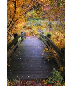 Jessica Jenny, Bridge ove Shallow Water