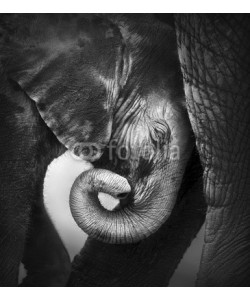 JOHAN SWANEPOEL, Baby elephant seeking comfort