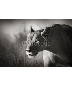 JOHAN SWANEPOEL, Lioness stalking
