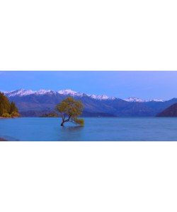 John Xiong, Wanaka