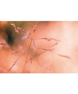 Kirsten Riedt, Wild Summer I