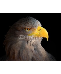 Kletr, The Eagle head - Haliaeetus albicilla .