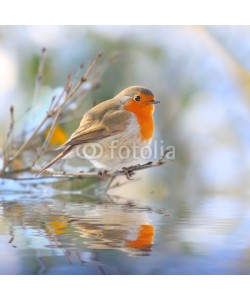 Kletr, The European Robin (Erithacus rubecula).