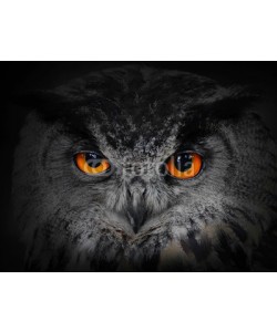 Kletr, The evil eyes. ( Eagle Owl, Bubo bubo).