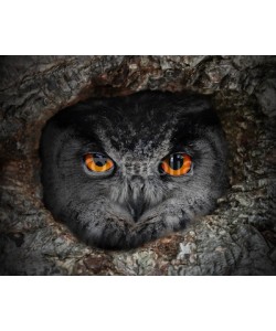 Kletr, The evil eyes. The Eagle Owl (Bubo bubo) in a hollow tree.