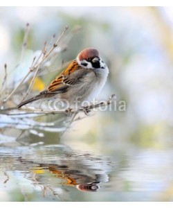 Kletr, The House Sparrow ( Passer Domesticus)