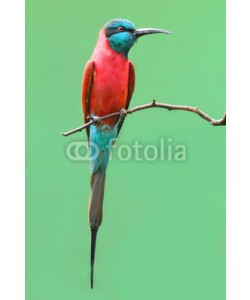 Kletr, The Northern Carmine Bee-Eater (Merops nubicus).