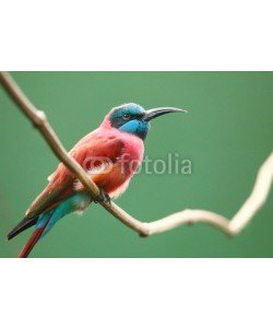 Kletr, The Northern Carmine Bee-Eater (Merops nubicus).