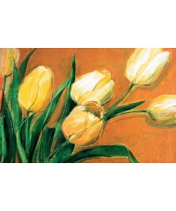 Elisabeth Krobs, Tulipa Nova