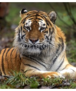 kyslynskyy, Amur Tiger in the summer