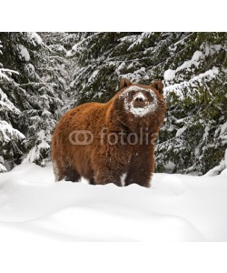 kyslynskyy, Brown bear