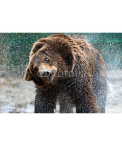 kyslynskyy, brown bear