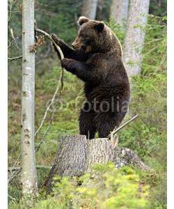 kyslynskyy, Brown bear