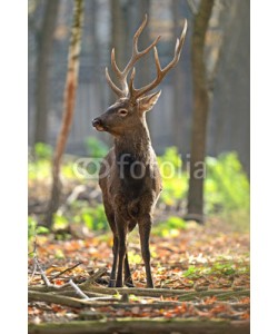 kyslynskyy, Deer