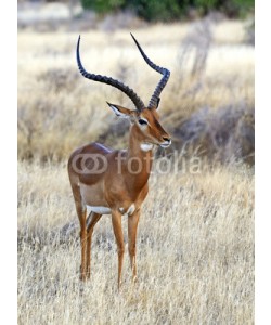 kyslynskyy, Impala gazelle