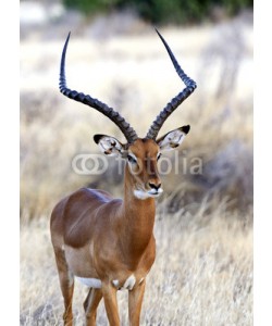 kyslynskyy, Impala gazelle