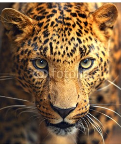 kyslynskyy, Leopard portrait
