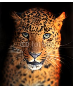 kyslynskyy, Leopard