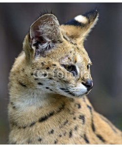 kyslynskyy, Portrait of a serval in nature