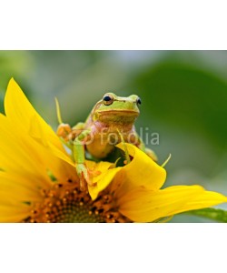 kyslynskyy, Portrait of a tree frog