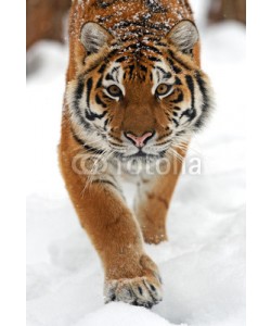 kyslynskyy, tiger in winter