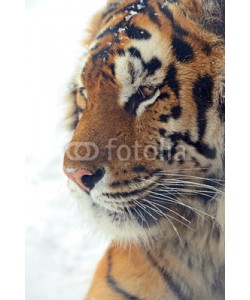 kyslynskyy, Tiger