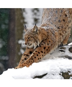 kyslynskyy, Winter Lynx