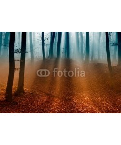 lacabetyar, Dark autumn forest with the first light of the sun.